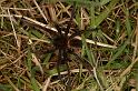 Dolomedes_plantarius_D5146_Z_89_Canal du Nivernais_Frankrijk